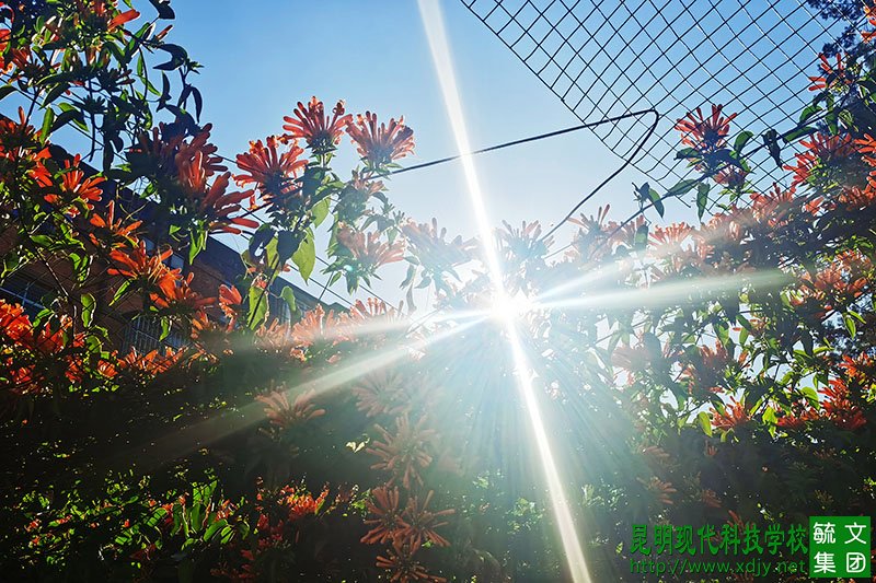 炮仗花开，惊艳冬日时光